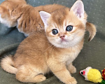Кошки в Москве: Кошечка золотая шиншилла Девочка, 25 000 руб. - фото 5