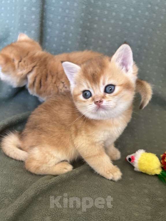 Кошки в Москве: Кошечка золотая шиншилла Девочка, 25 000 руб. - фото 5