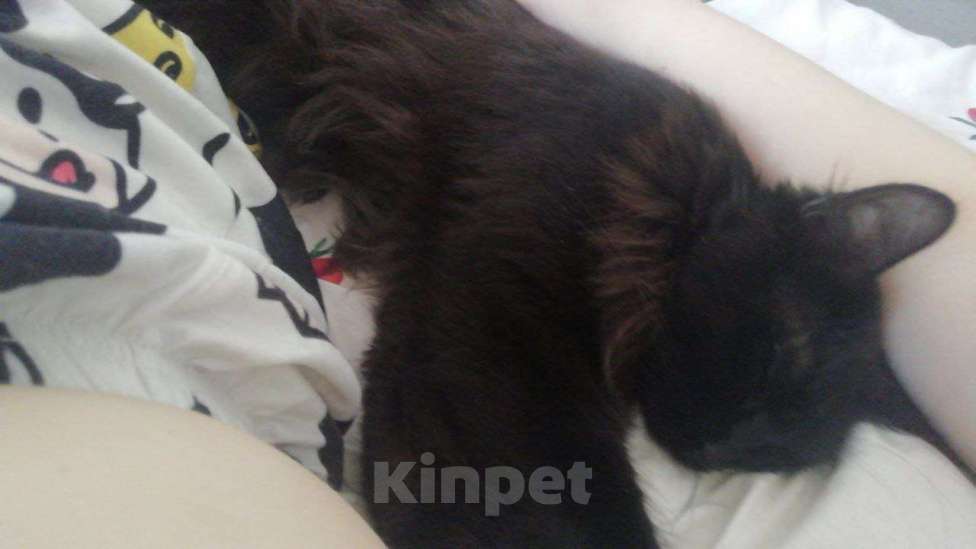 Кошки в Армавире: Пропала кошка  Девочка, 1 руб. - фото 2