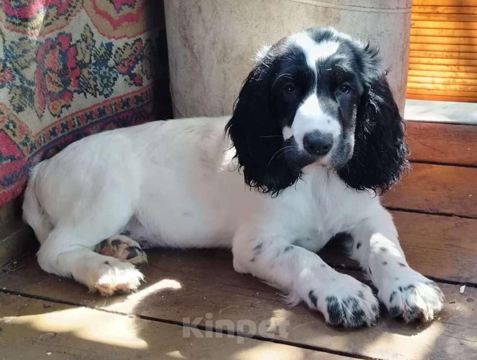 Собаки в других городах Московской области: Щенки русского охотничьего спаниеля Мальчик, 55 000 руб. - фото 5