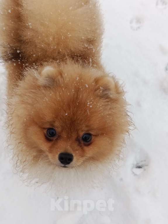 Собаки в Тюмени: Шпиц померанский Мальчик, 40 000 руб. - фото 7