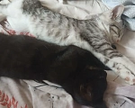 Кошки в Самаре: котята Девочка, Бесплатно - фото 1