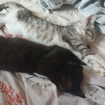 котята