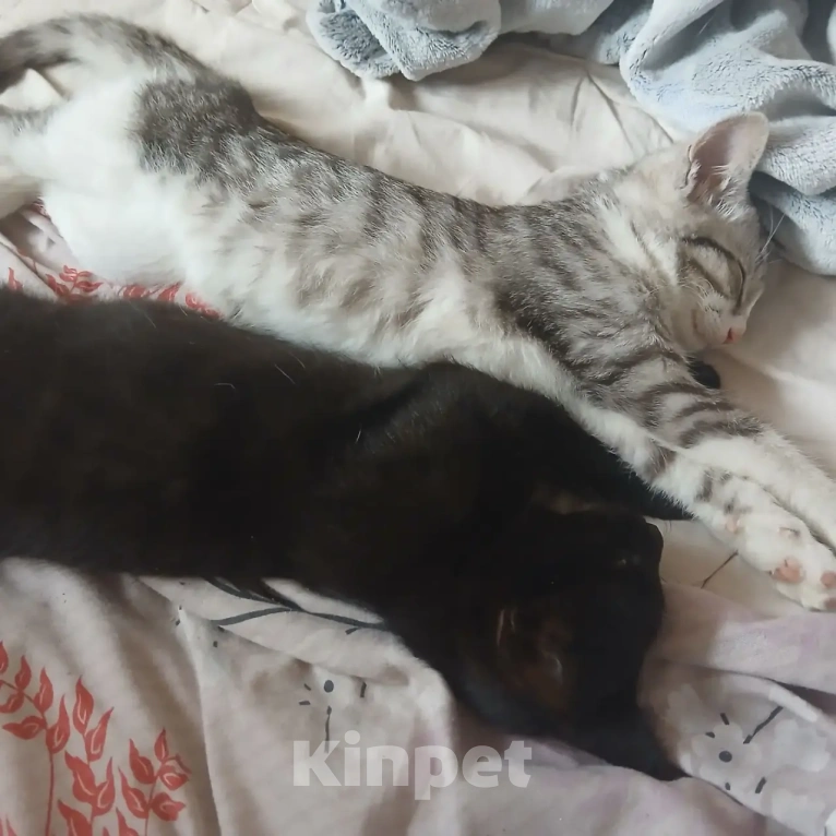 Кошки в Самаре: котята Девочка, Бесплатно - фото 1