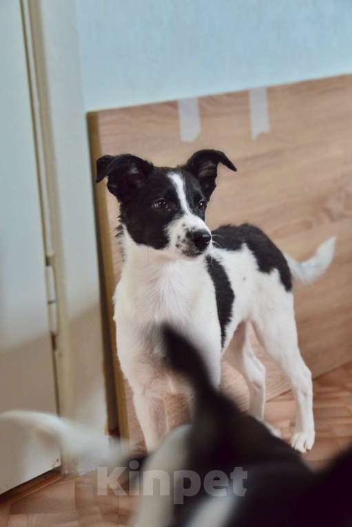 Собаки в Волгограде: Эбби ищет дом Девочка, Бесплатно - фото 2