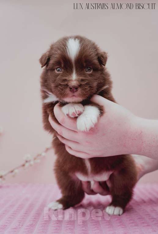 Собаки в Краснодаре: Щенок австралийской овчарки Мальчик, 100 000 руб. - фото 2