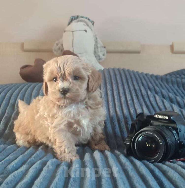 Собаки в Москве: Щенок мальтипу Мальчик, 60 руб. - фото 2