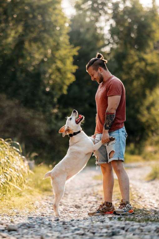 Собаки в Москве: Снежка. Метис стаффордширского терьера Девочка, Бесплатно - фото 4
