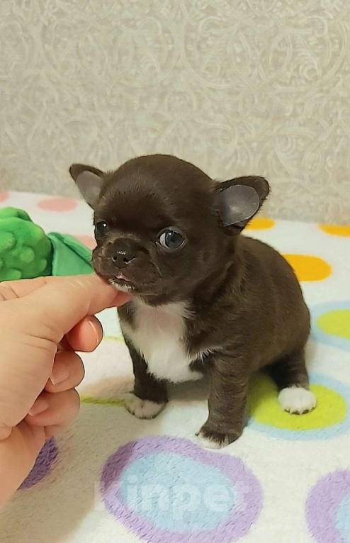 Собаки в Новосибирске: Шикарная шоколадная малышка.  Девочка, Бесплатно - фото 2