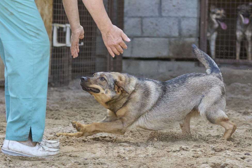 Собаки в Москве: Мира очень хочет домой Девочка, Бесплатно - фото 2