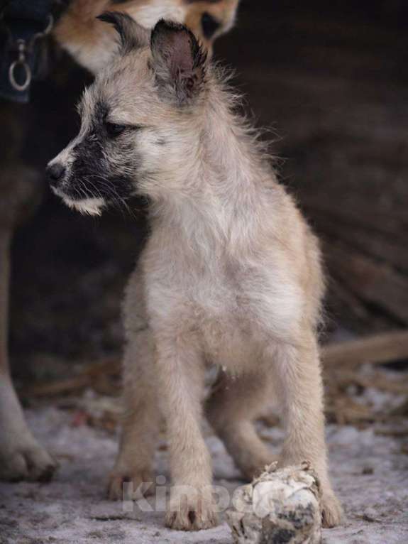 Собаки в Лосином-Петровском: Хагта якутенок из ледяного  подъезда Девочка, Бесплатно - фото 1