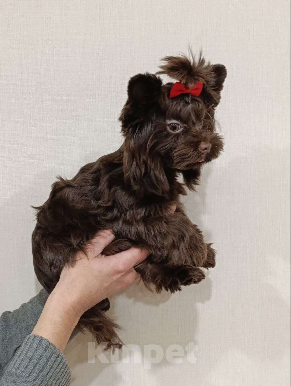 Собаки в Москве: Очаровательный парень шоколадного йорка в поиске лучших родителей Мальчик, 90 000 руб. - фото 5