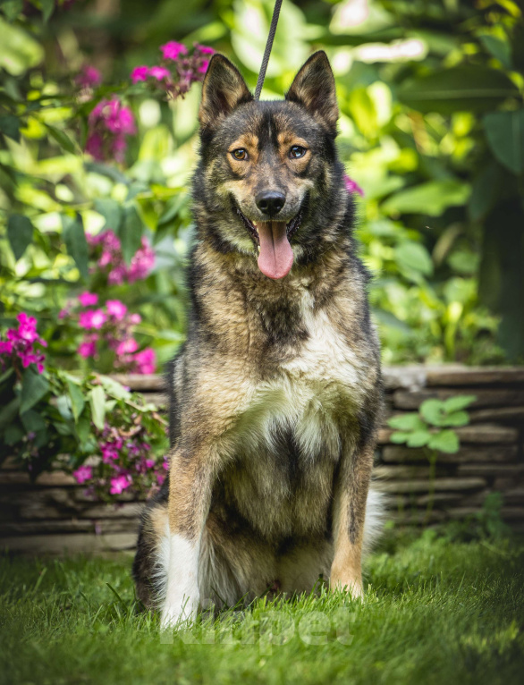 Собаки в других городах Московской области: Пес Волчок ищет дом Мальчик, Бесплатно - фото 3