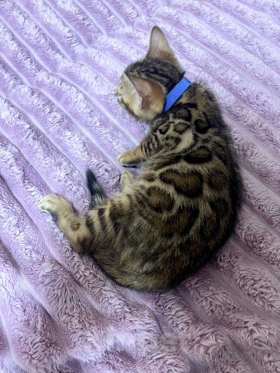 Кошки в Москве: Бенгальский котенок Мальчик, 35 000 руб. - фото 2