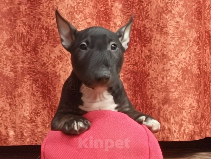 Собаки в Казани: Девочка минибультерьера Девочка, 90 000 руб. - фото 1