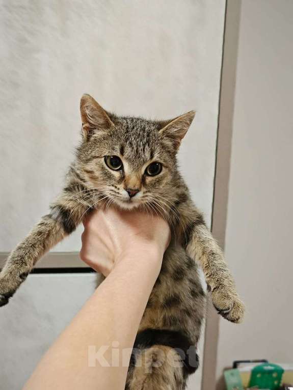 Кошки в Москве: Котенок я Нико 5 месяцев очень ждет своих родителей  Мальчик, Бесплатно - фото 8