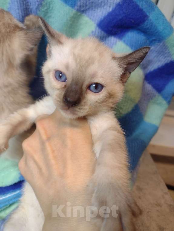 Кошки в Санкт-Петербурге: Линкс бенгал девочка  Девочка, Бесплатно - фото 1