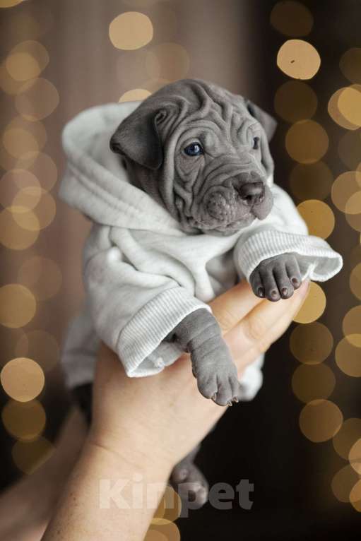 Собаки в Санкт-Петербурге: Щенок тайского риджбека Мальчик, 130 000 руб. - фото 6