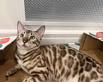 Кошки в Москве: Бенгальский котенок (девочка) Девочка, 40 000 руб. - фото 4
