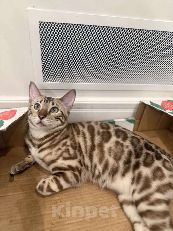 Кошки в Москве: Бенгальский котенок (девочка) Девочка, 40 000 руб. - фото 4