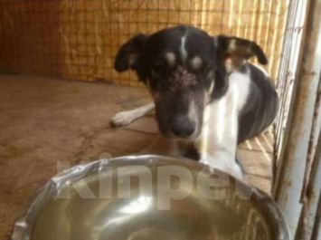 Собаки в Москве: Хана Девочка, Бесплатно - фото 3