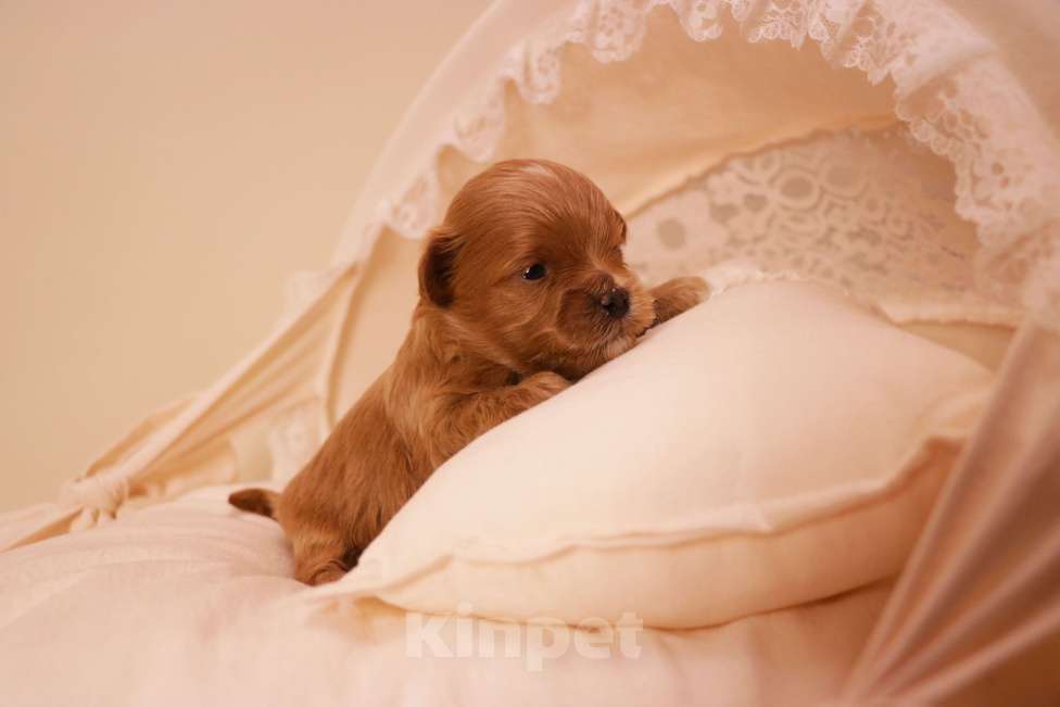 Собаки в Москве: Мальтипу Ред-Браун мальчик Мальчик, 120 000 руб. - фото 5