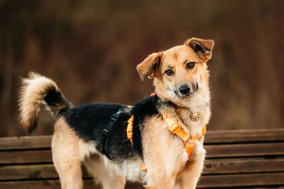 Собаки в Москве: Юнити в поисках билета в счастливую жизнь! Девочка, Бесплатно - фото 1