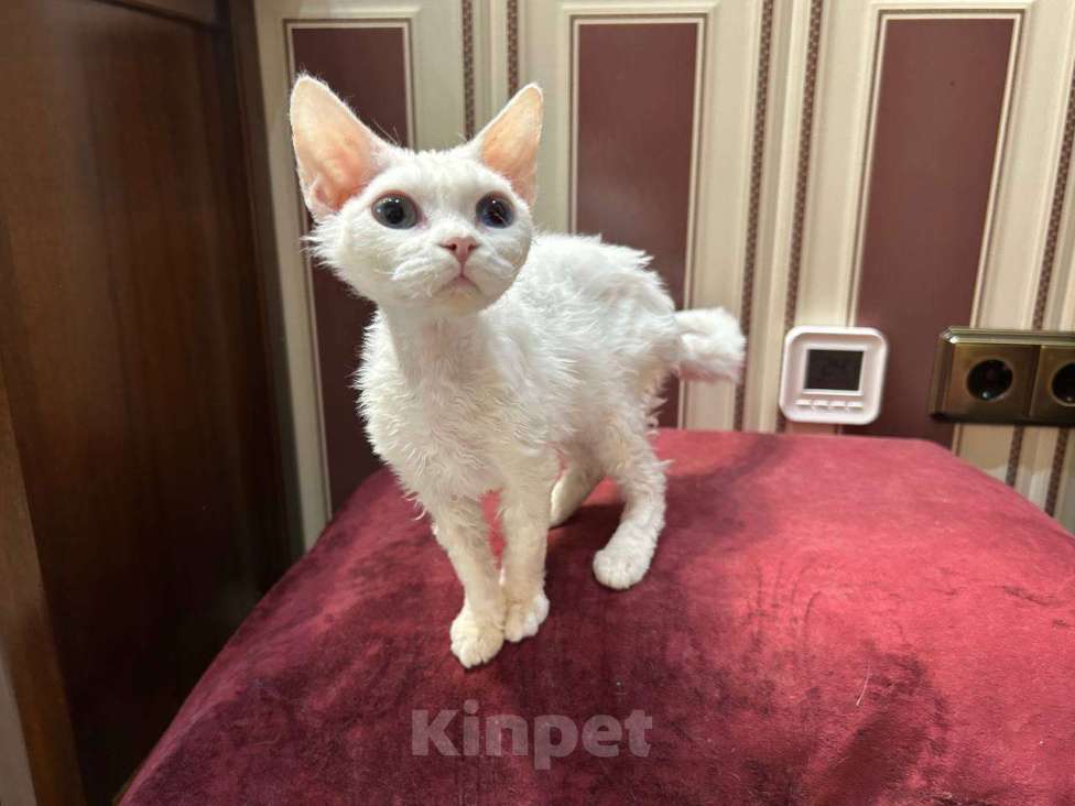 Кошки в Москве: кошечка девон рекс белая с разноцветными глазами Девочка, 150 000 руб. - фото 2