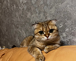 Кошки в Воронеже: Отдам в добрые руки Девочка, Бесплатно - фото 1