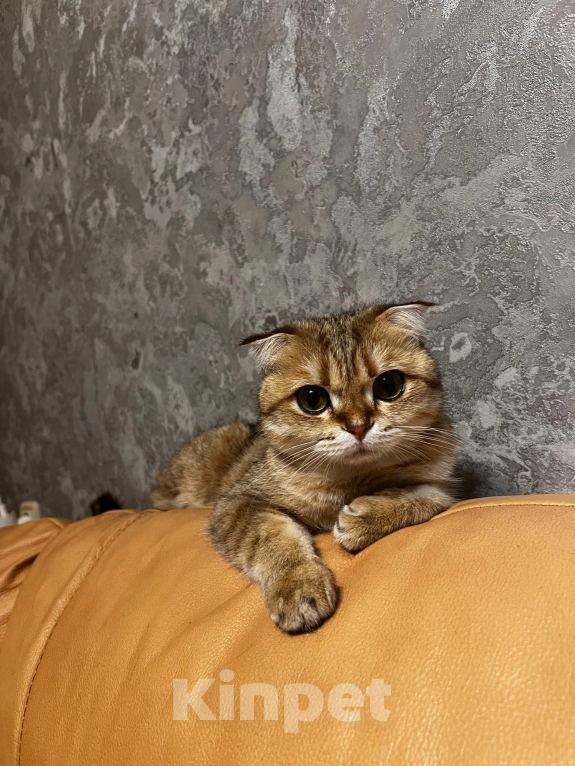 Кошки в Воронеже: Отдам в добрые руки Девочка, Бесплатно - фото 1