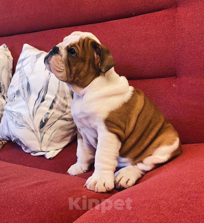 Собаки в Москве: Английский бульдог мальчик Мальчик, Бесплатно - фото 3