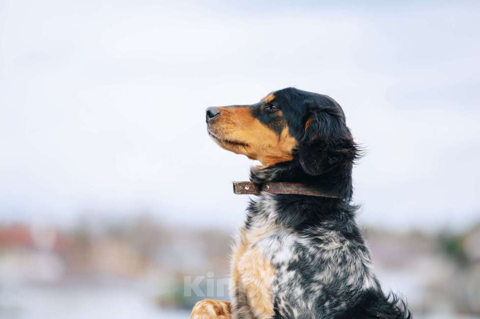 Собаки в Москве: Бархан Мальчик, Бесплатно - фото 3