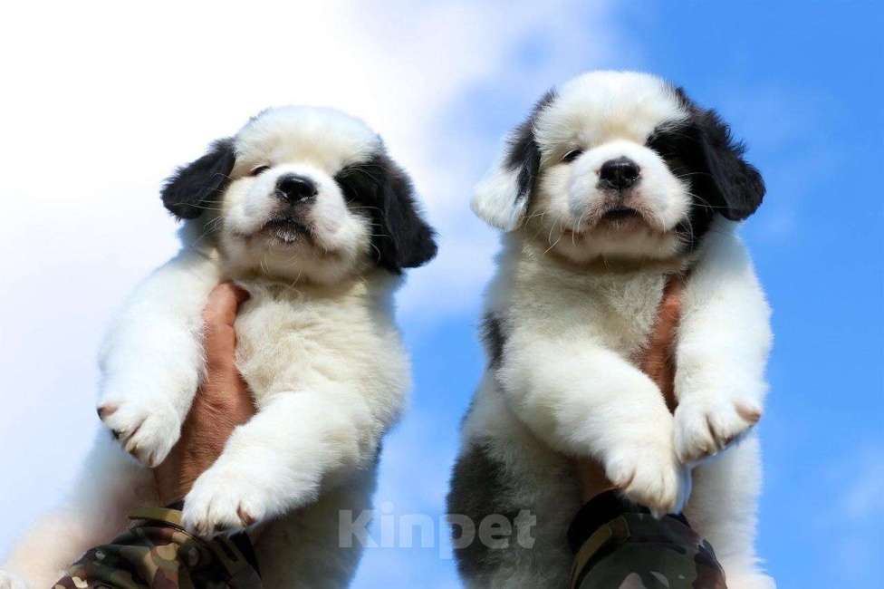 Собаки в Костроме: Щенки СЕНБЕРНАРА (Великан, Компаньон, Няня, Строж) Мальчик, Бесплатно - фото 2