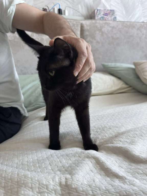 Кошки в Москве: Котик в добрые руки Мальчик, 1 000 руб. - фото 3