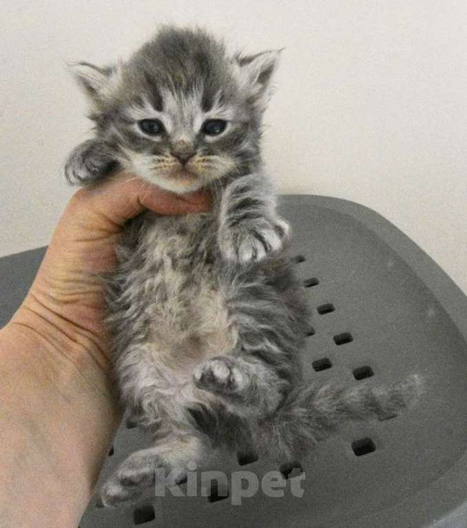 Кошки в Москве: Сибирские голубые кошечки Девочка, Бесплатно - фото 3