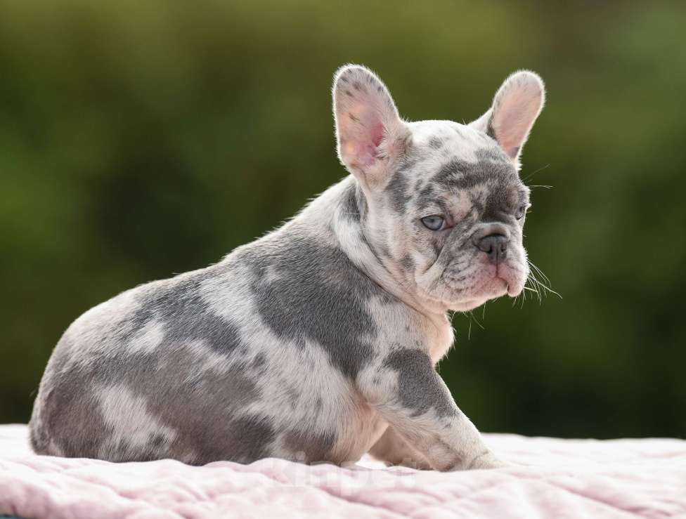 Собаки в Брянске: Пеппа Девочка, 150 000 руб. - фото 2