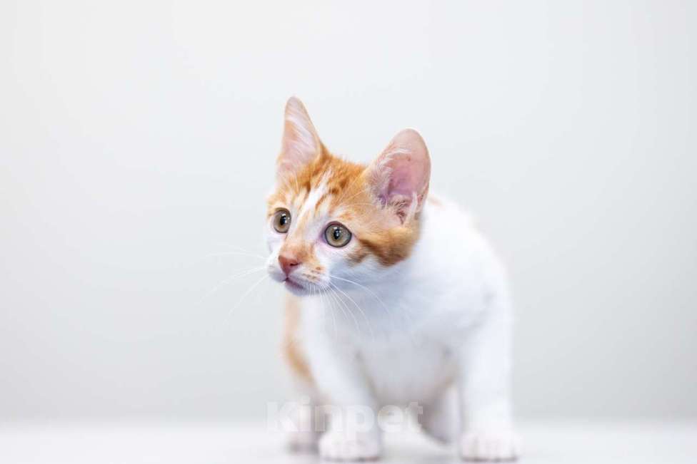 Кошки в Москве: Малыш Бернар ищет семью Мальчик, Бесплатно - фото 7