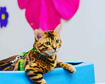 Кошки в Симферополе: Продаются бенгальские котята, 30 000 руб. - фото 8
