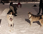 Собаки в Москве: Диванный алабай Мила ищет семью! Девочка, Бесплатно - фото 6