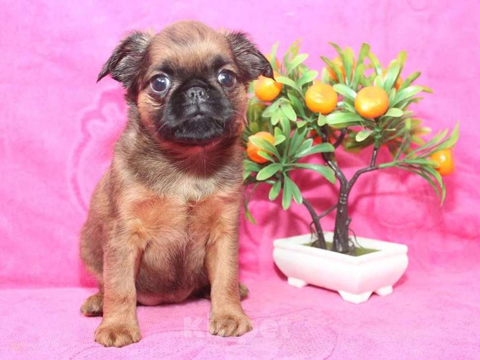 Собаки в Санкт-Петербурге: Маленькая разбойница Девочка, 80 000 руб. - фото 6