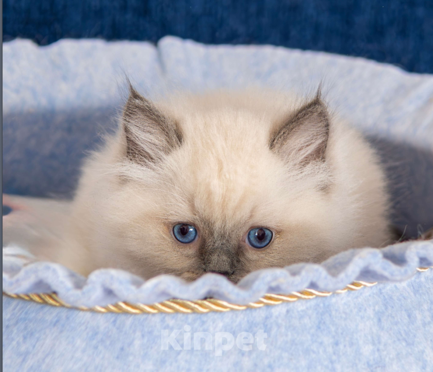 Кошки в Московском: котята рэгдолл Мальчик, Бесплатно - фото 4