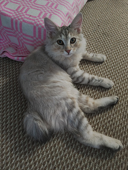 Котик курильский бобтейл в совладение