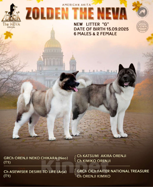 Собаки в других городах Ленинградской области: Супер-щенок кобель, чёрный серебристый с ярким кантом Мальчик, Бесплатно - фото 3