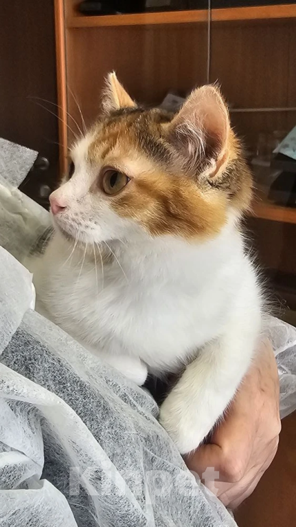 Кошки в Москве: Нежная Ассоль ищет дом Девочка, Бесплатно - фото 6