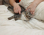 Кошки в Рязани: Отдам даром в добрые руки молодую кошку причина переезд в том месте нельзя с животными Девочка, 1 руб. - фото 2