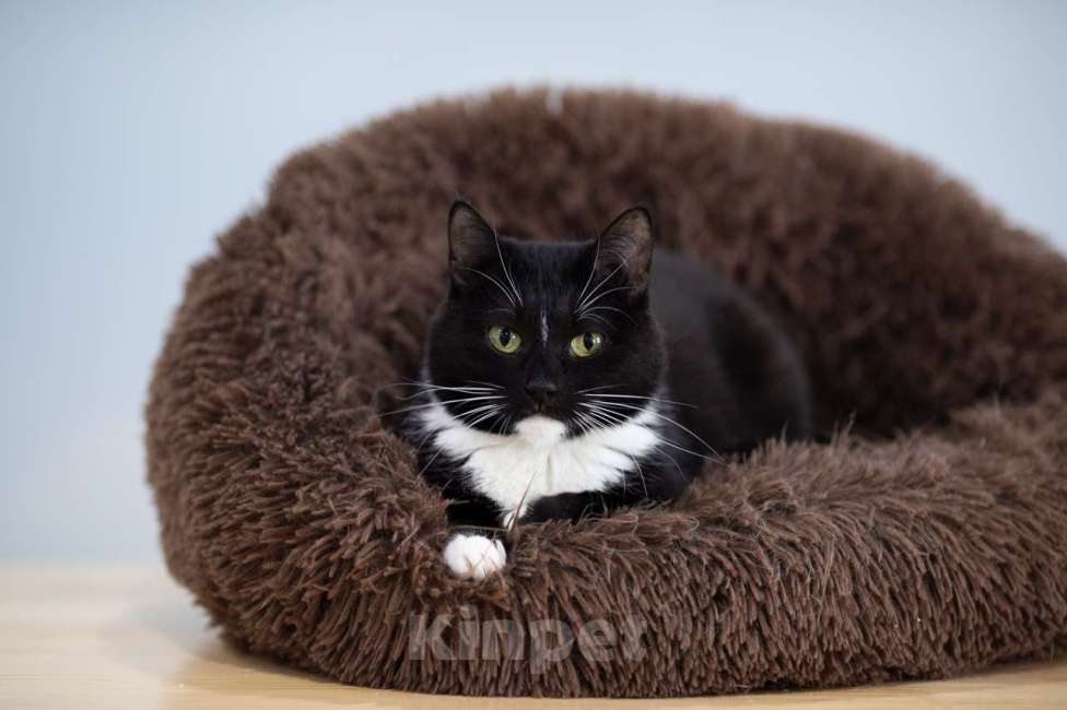 Кошки в Москве: кошка Глория в добрые руки Девочка, Бесплатно - фото 4