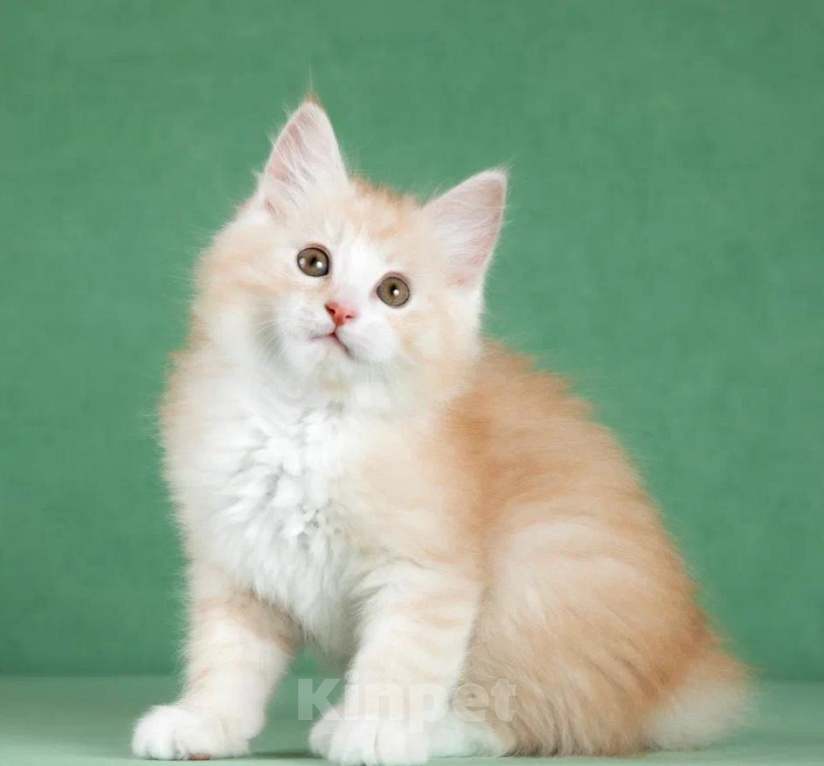 Кошки в Балашихе: Котята курильского бобтейла Разнополые, 55 000 руб. - фото 4