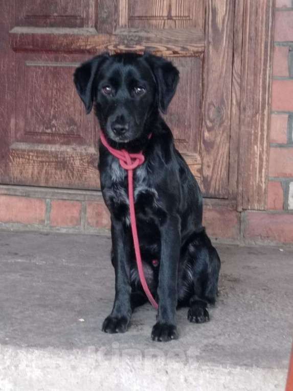 Собаки в Самаре: РОККИ СРОЧНО ИЩЕТ ДОМ Мальчик, Бесплатно - фото 2