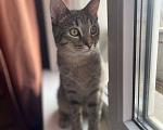 Кошки в Москве: Котёнок Кекс ищет дом  Мальчик, Бесплатно - фото 2