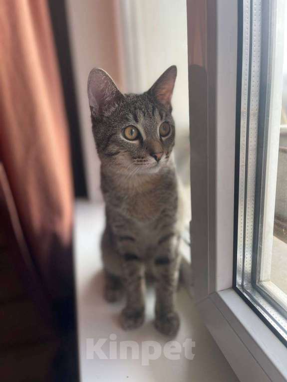 Кошки в Москве: Котёнок Кекс ищет дом  Мальчик, Бесплатно - фото 2